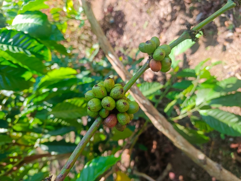 Sumatra Green Bean Coffee Sacks